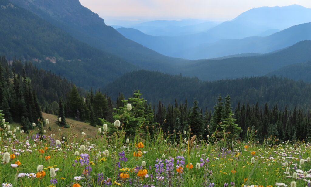 Wildflowers on Hurricane Ridge
