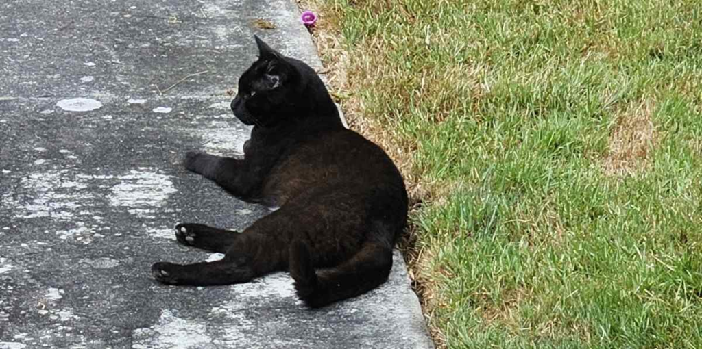 Black alley relaxing on a sidewalk
